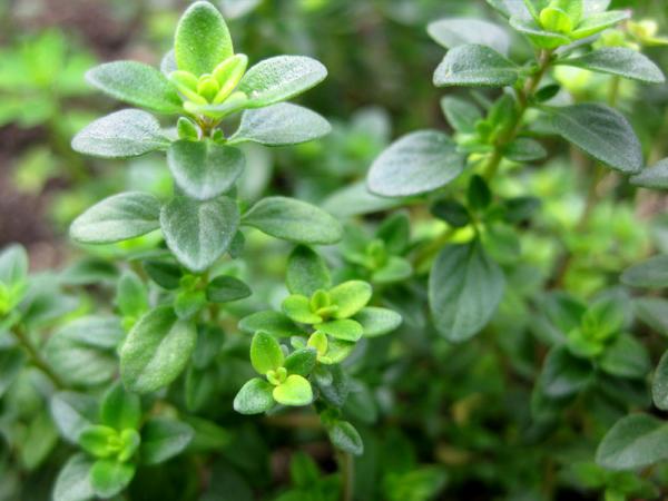best suppliers thyme plants