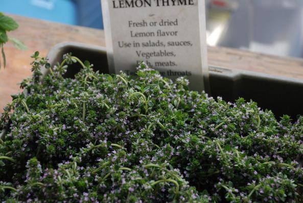 Thyme Herb tea cheapest price