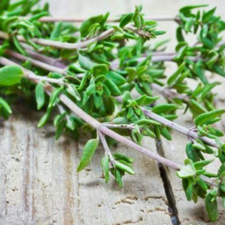 everything you need to know about growing thyme