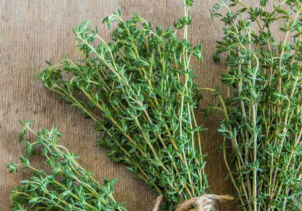 thyme distributors at cheapest prices