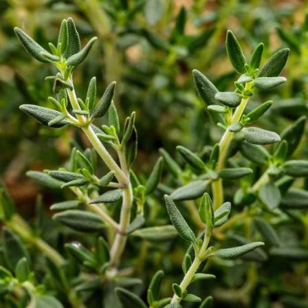 organic thyme leaves price fluctuations