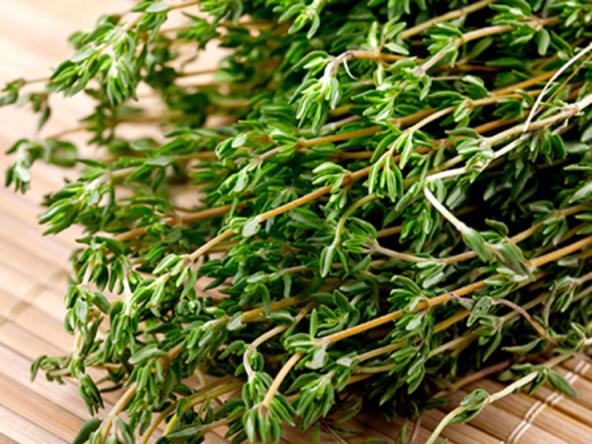 suppliers thyme plants at affordable prices