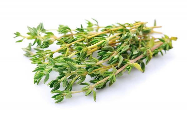 Thyme Herb wholesale price