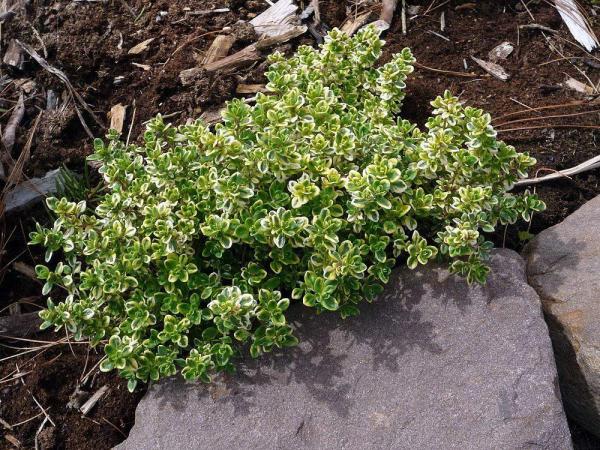 suppliers thyme plants at cheapest price