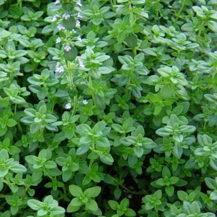 thyme leaves fresh producers