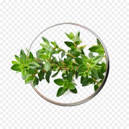 What are thyme leaves good for?